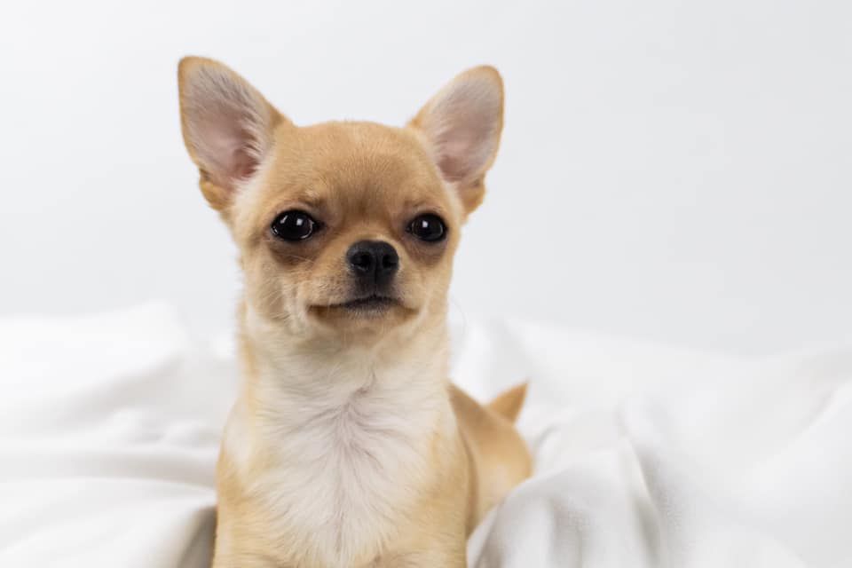 Les Chihuahua de l'affixe Du Domaine De Montbrieux