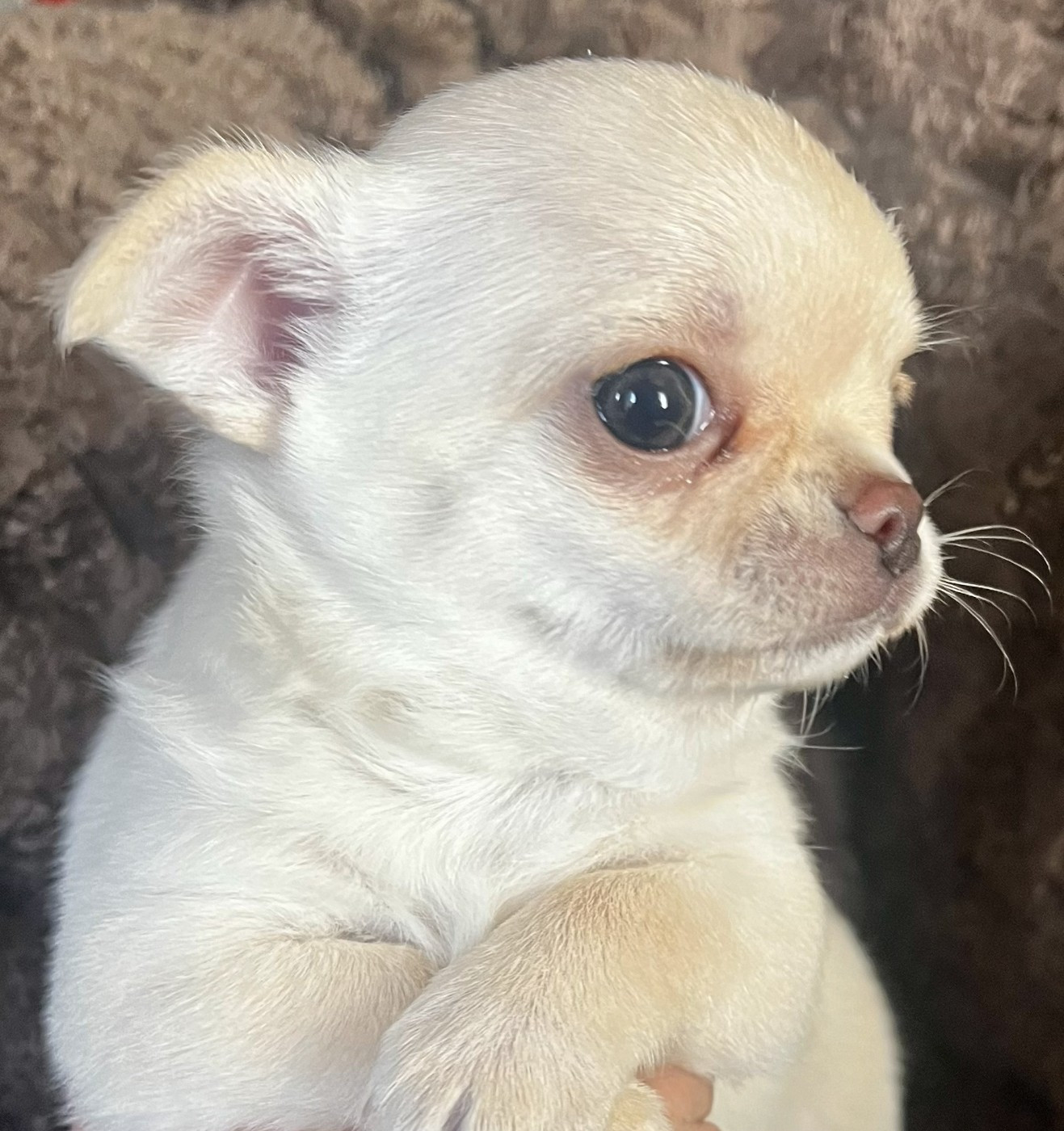 Du Domaine De Montbrieux - Chihuahua - Portée née le 03/12/2025