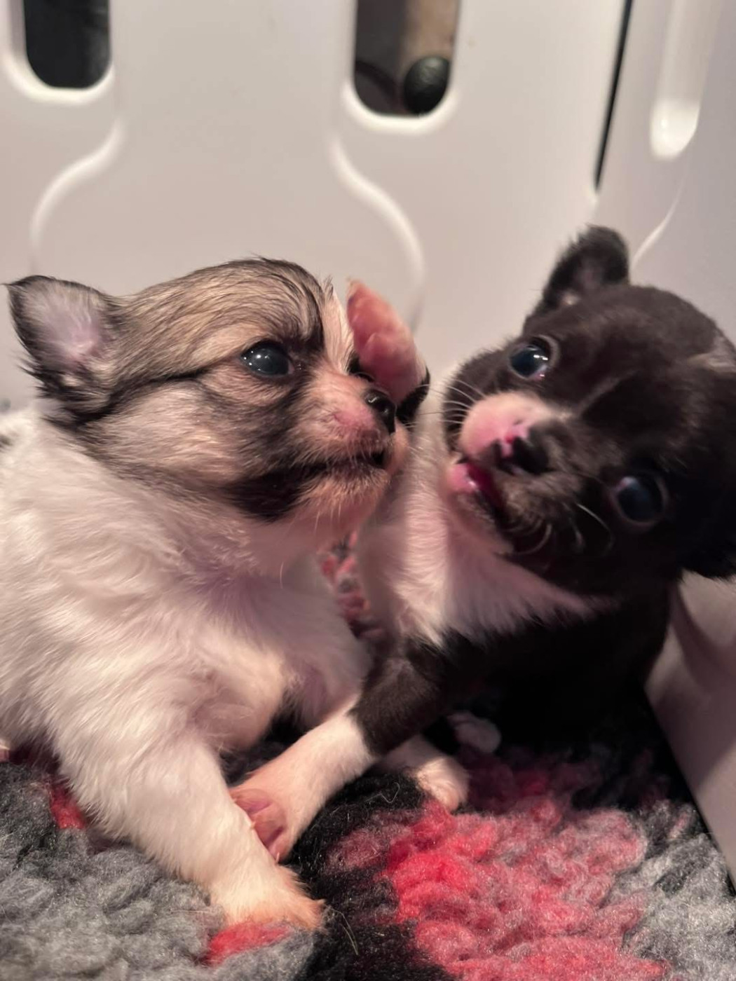 Chiot Chihuahua Du Domaine De Montbrieux