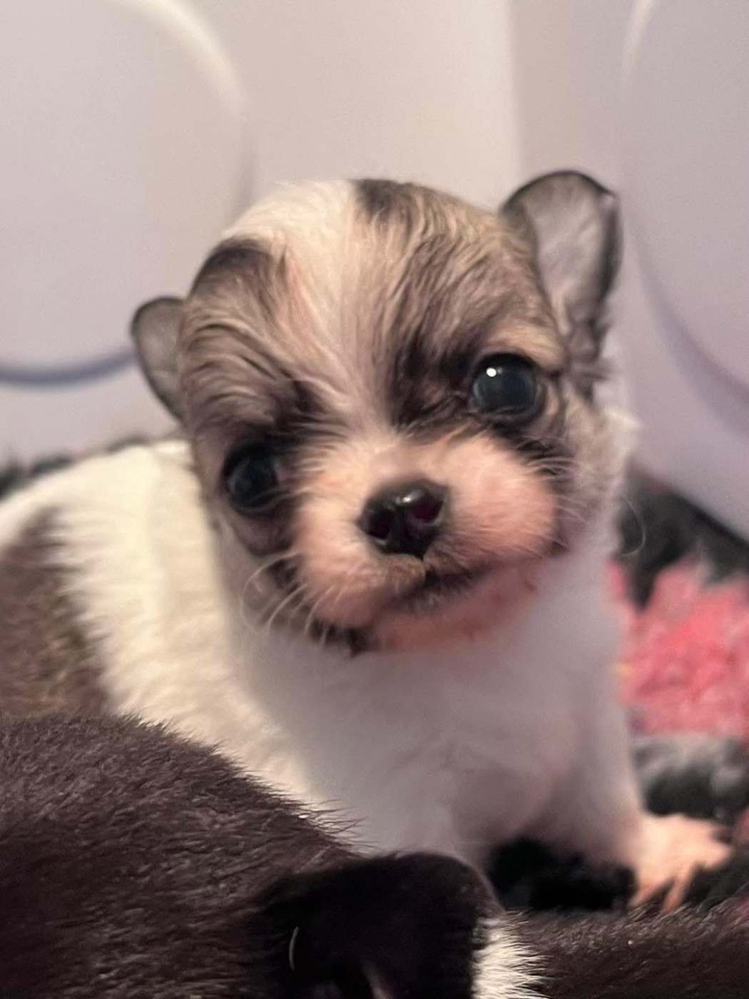 Du Domaine De Montbrieux - Chiots disponibles - Chihuahua