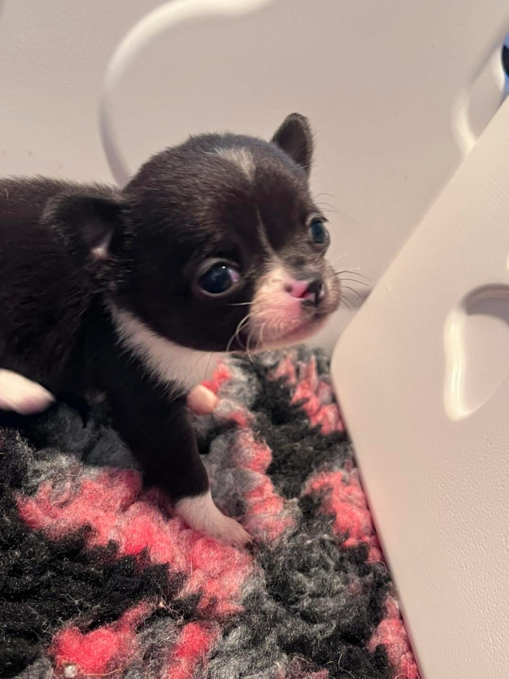 Du Domaine De Montbrieux - Chiots disponibles - Chihuahua