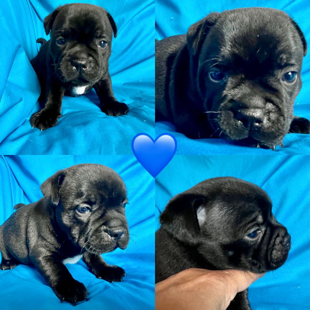 Du Domaine De Montbrieux - Chiots disponibles - Staffordshire Bull Terrier