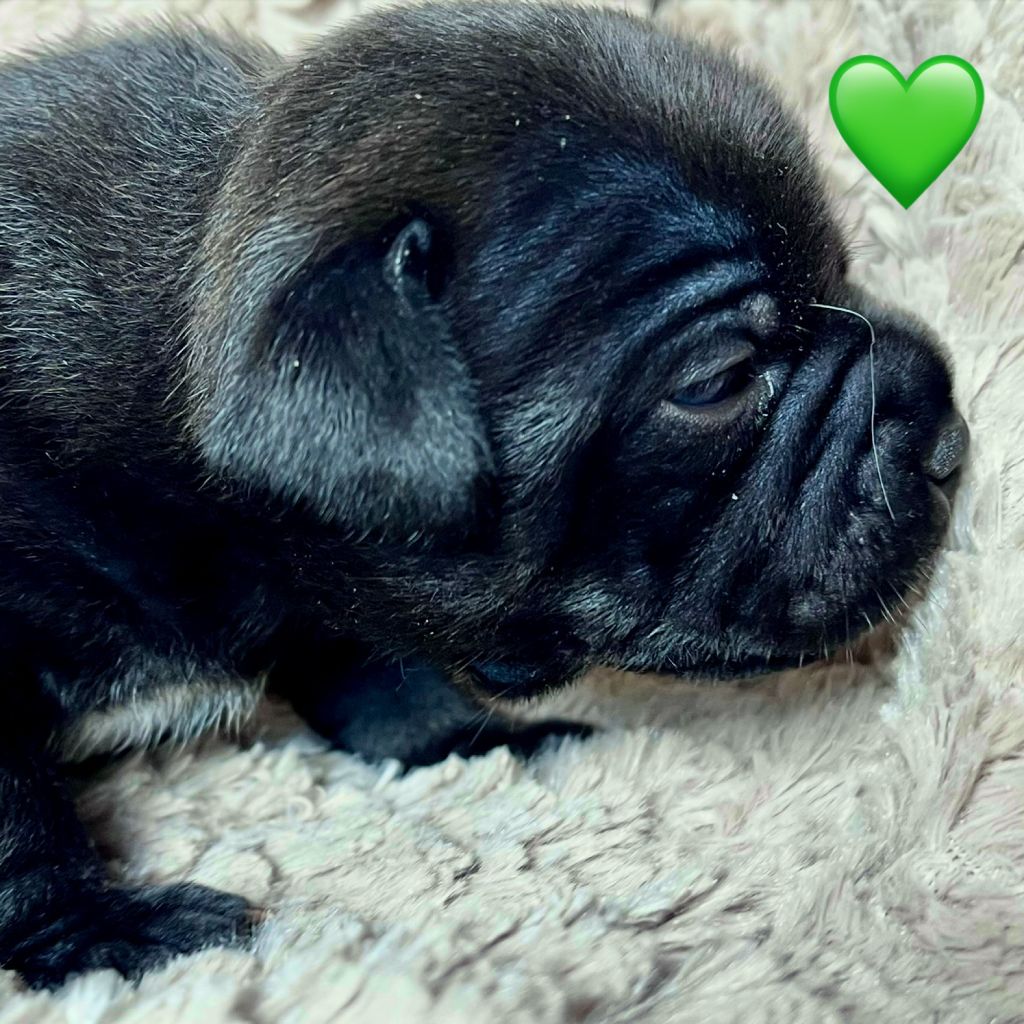 Du Domaine De Montbrieux - Chiots disponibles - Staffordshire Bull Terrier