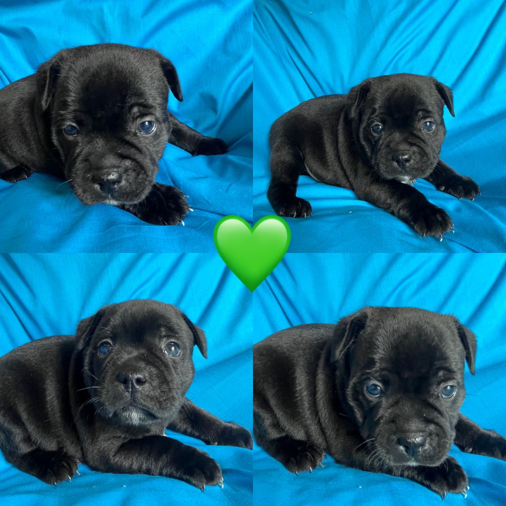 Du Domaine De Montbrieux - Chiots disponibles - Staffordshire Bull Terrier