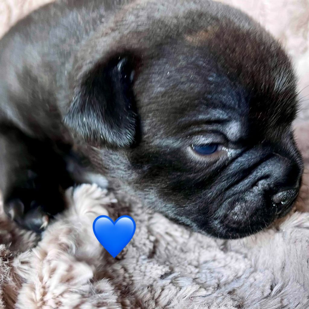 Du Domaine De Montbrieux - Chiots disponibles - Staffordshire Bull Terrier